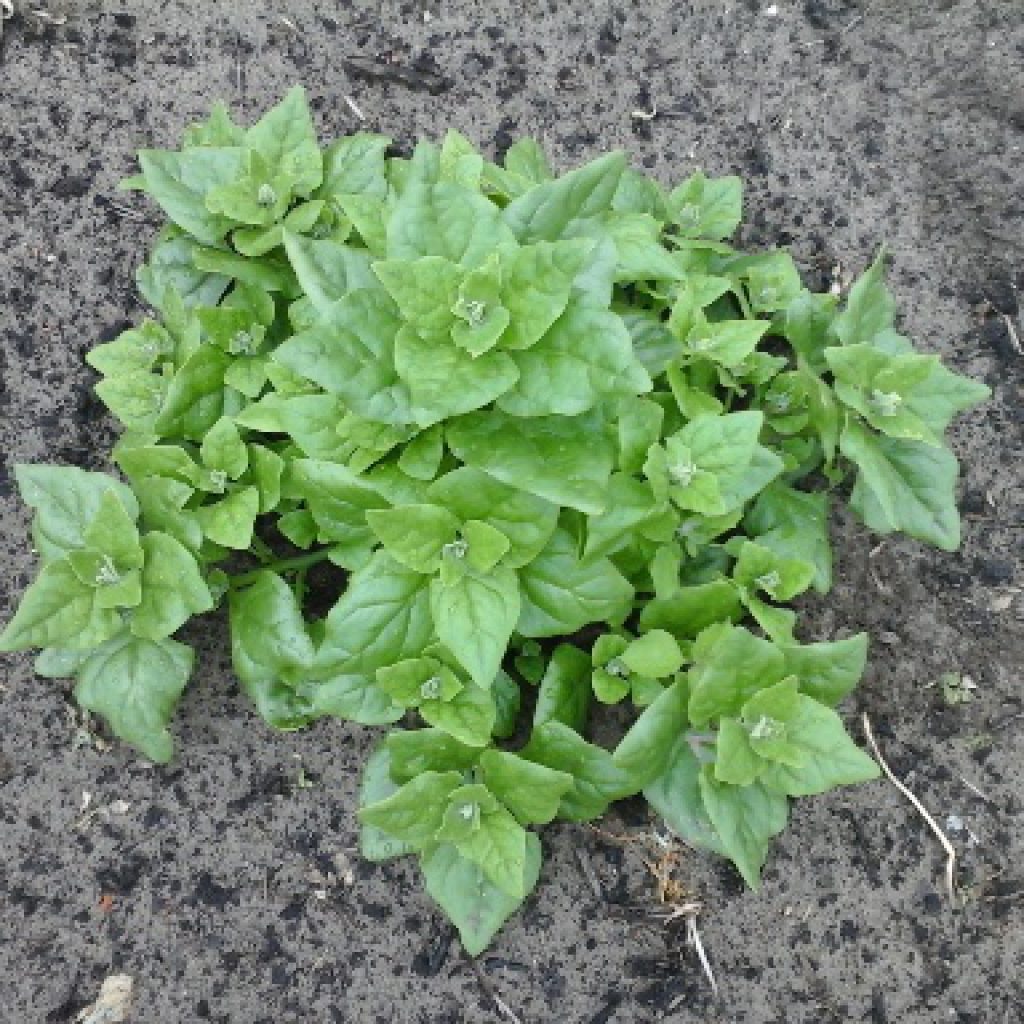 Nieuw-Zeelandse spinazie