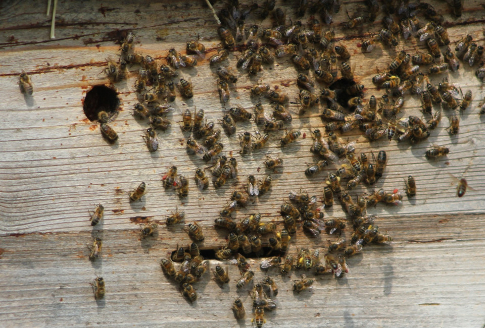 Bijenpraatje en bijen tellen