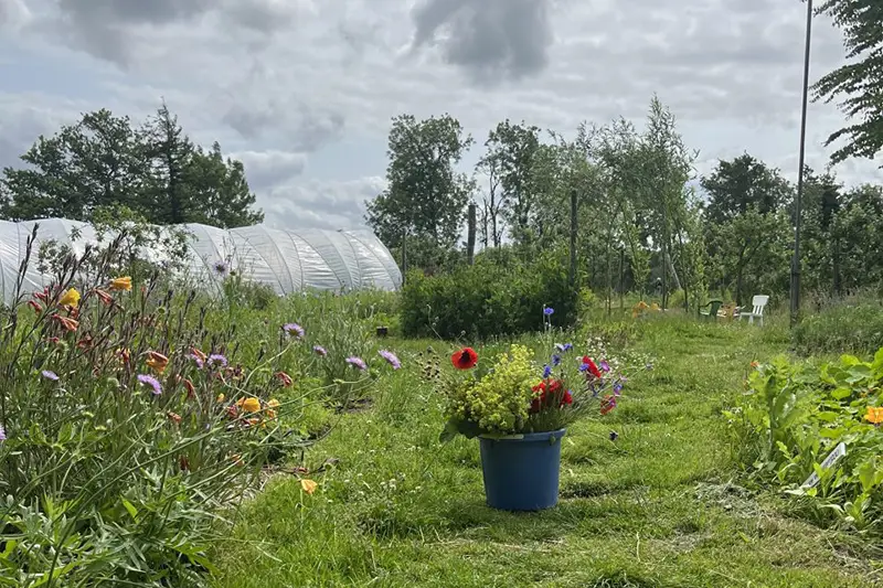 Bos bloemen in emmer op het land