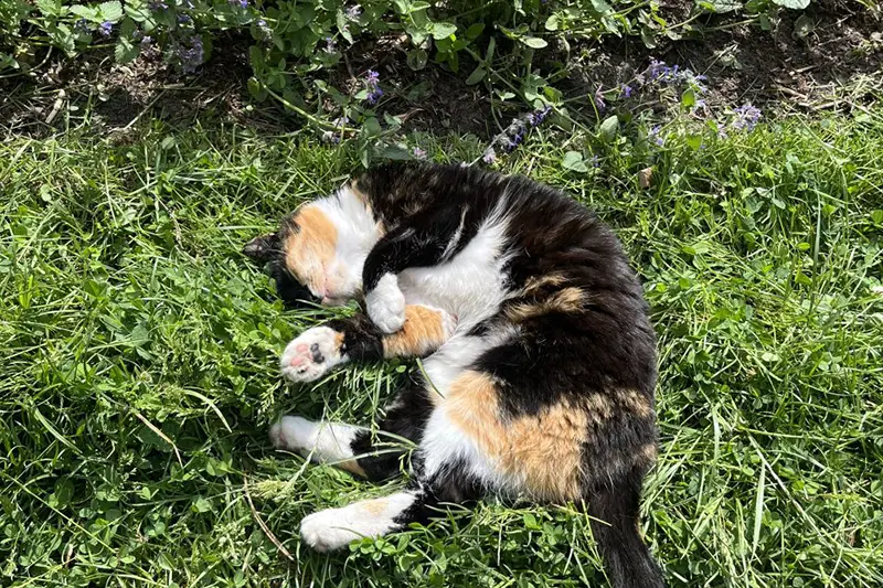 Poes Mollie ligt in het gras