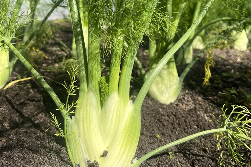 Venkel in de grond